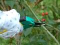 Pruning Rose 
